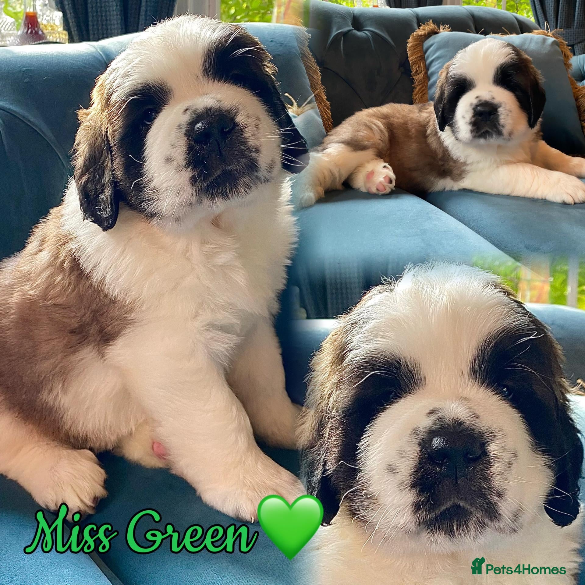 Saint Bernard dogs Outstanding KC Registered Saint Bernard Puppies - Advert 1