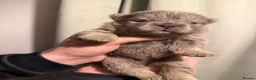 Chow Chow dogs for sale: Fluffy CHOW CHOWS - Advert 15
