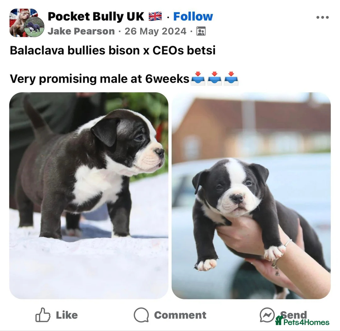 American Bully dogs for stud: American bully pocket - Advert 9