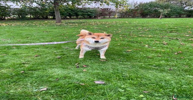 Japanese Shiba Inu dogs - Advert 11