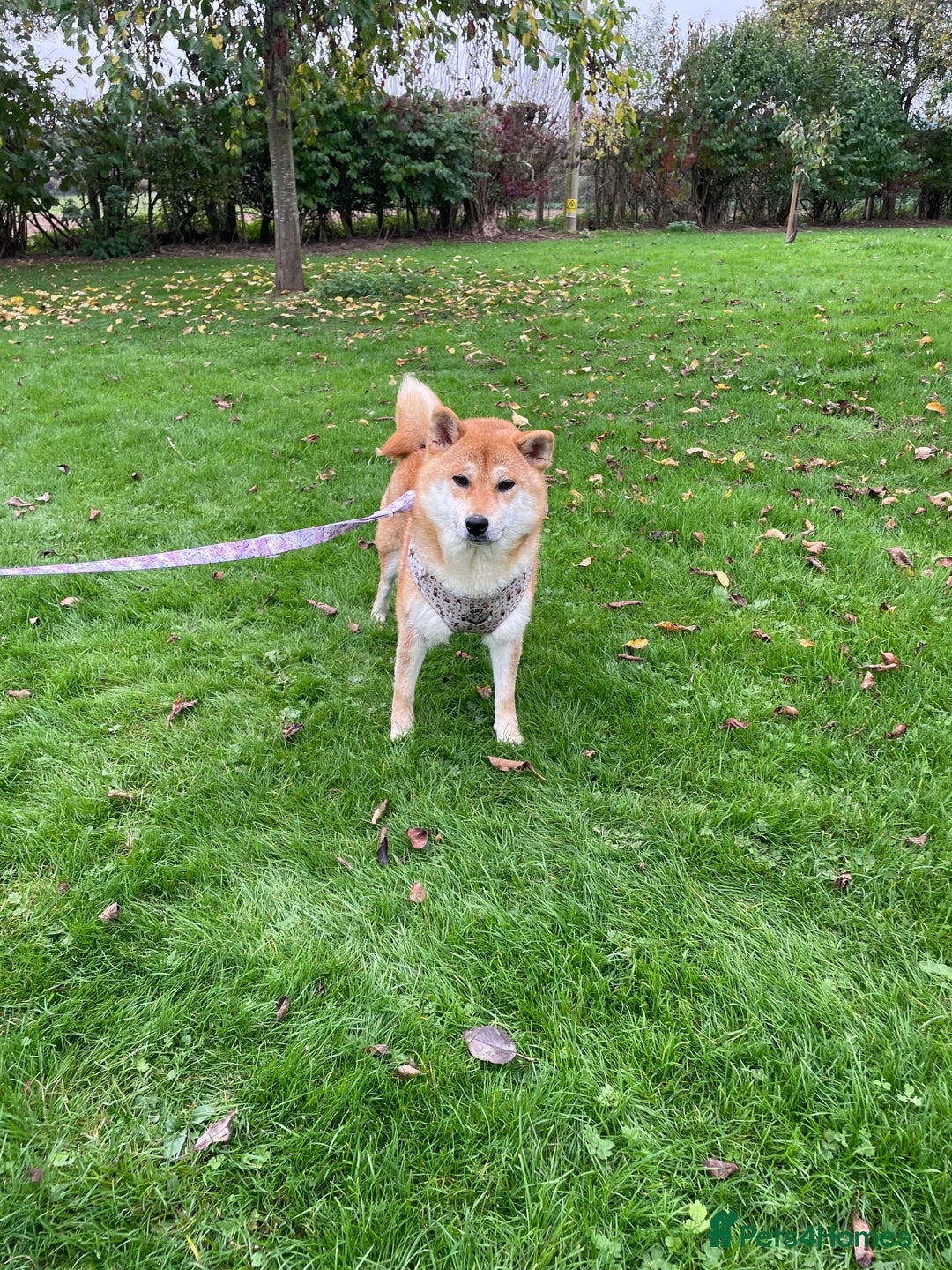 Japanese Shiba Inu dogs for sale: Health tested Japanese Shiba Inu Puppies - Image 3
