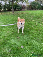 Japanese Shiba Inu dogs - Advert 3