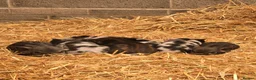 Pig livestock for sale: Kunekune piglets - Advert 7