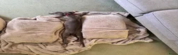 Whippet dogs for sale: Beautiful Blue 28 week old whippet sisters💞£1800  - Advert 40