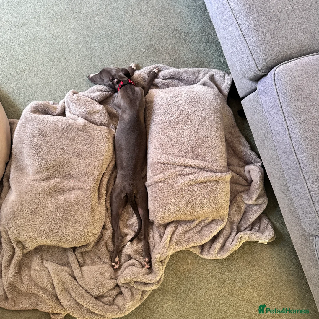 Whippet dogs for sale: Beautiful Blue 28 week old whippet sisters💞£1800  - Advert 40