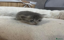 Mixed Breed cats for sale: Ragdolls/Persian Perdolls kittens  - Image 10