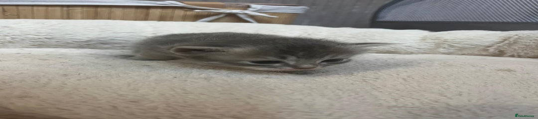 Mixed Breed Kitten 6