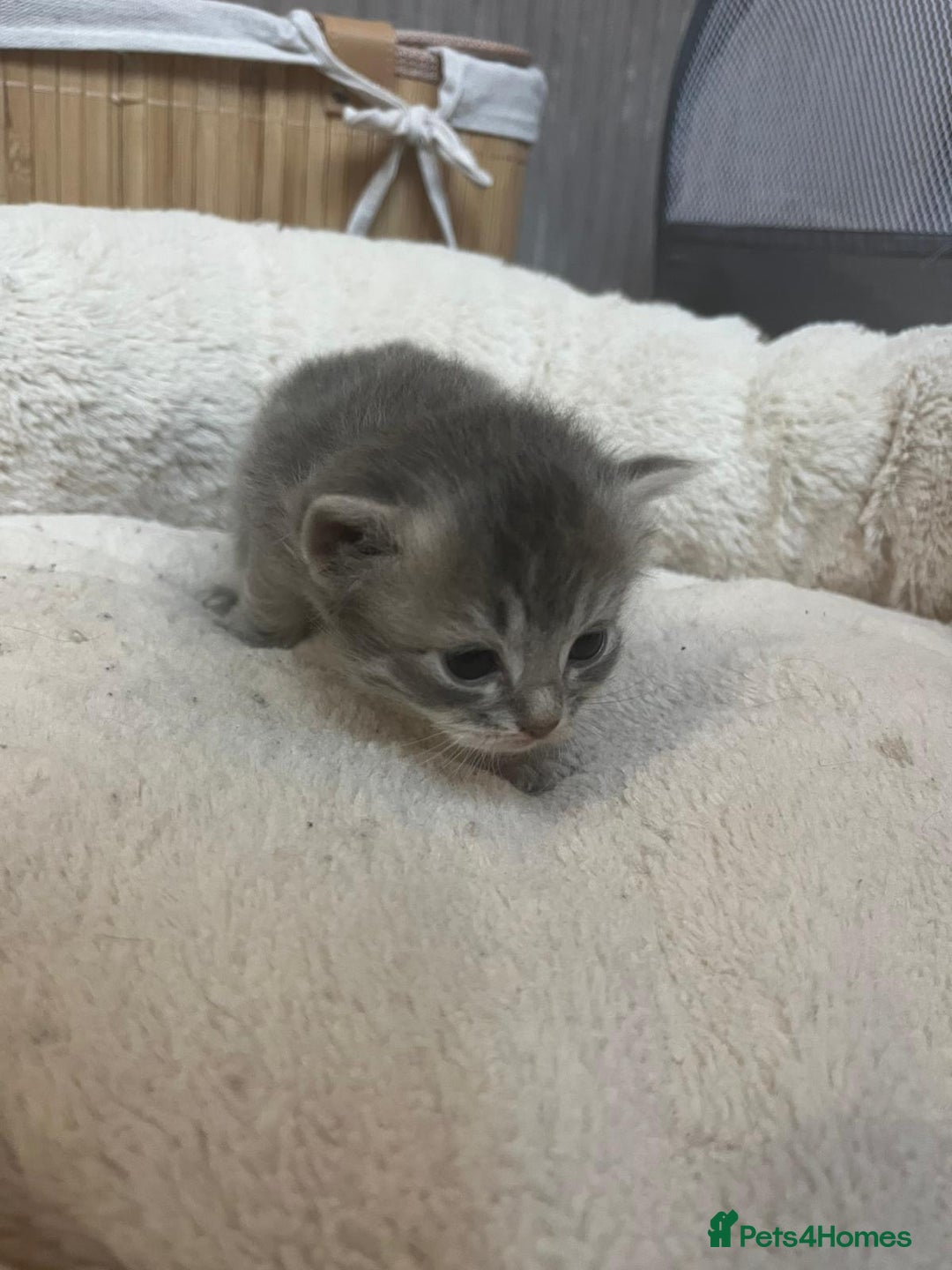 Mixed Breed cats for sale: Ragdolls/Persian Perdolls kittens  - Image 10