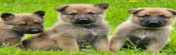 Mixed Breed dogs for sale: Shepherd's available.  Last 2 £500 - Advert 23