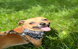 Chihuahua dogs for sale: Mrs Bob - Image 2
