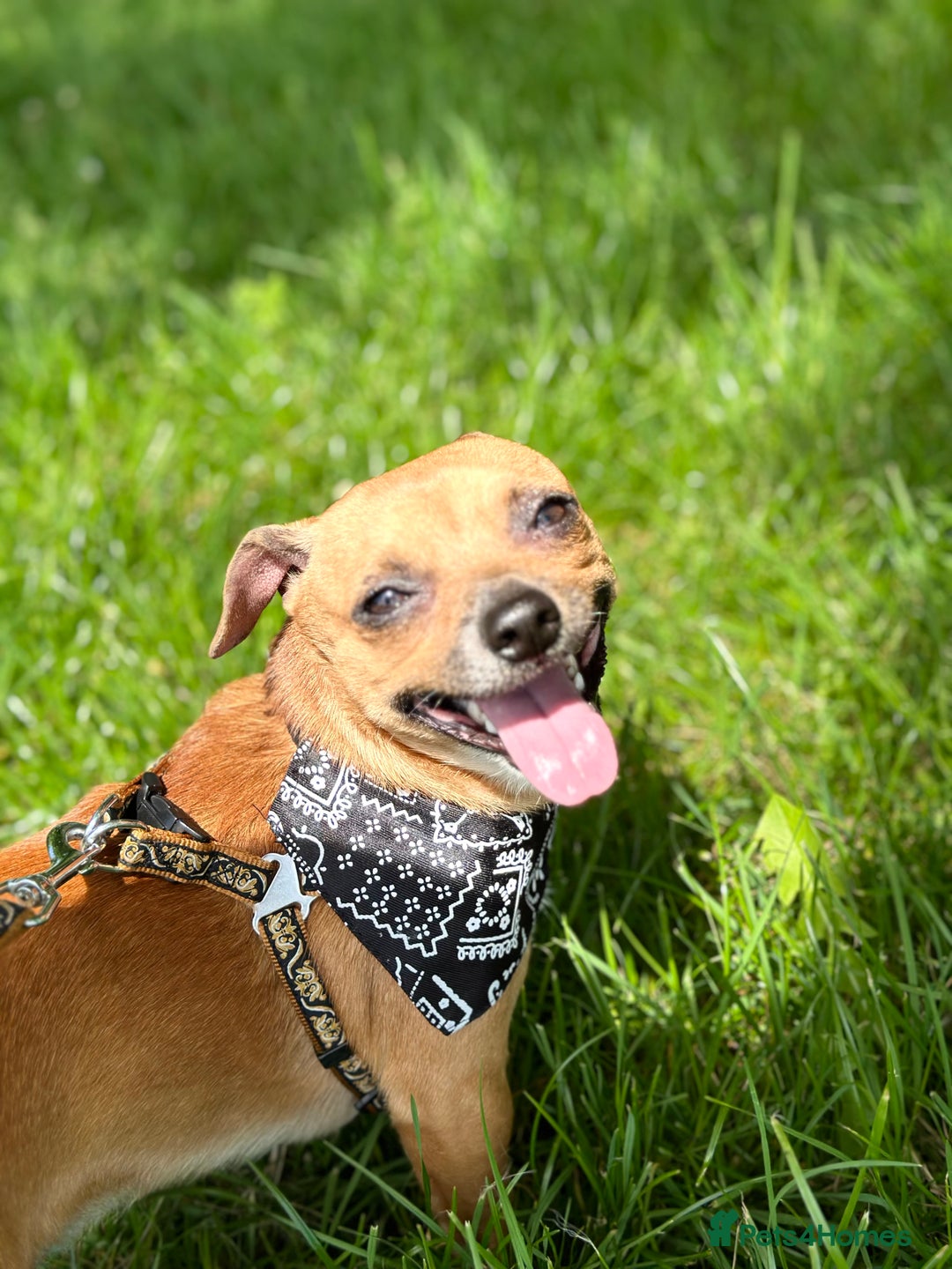 Chihuahua dogs for sale: Mrs Bob - Image 2