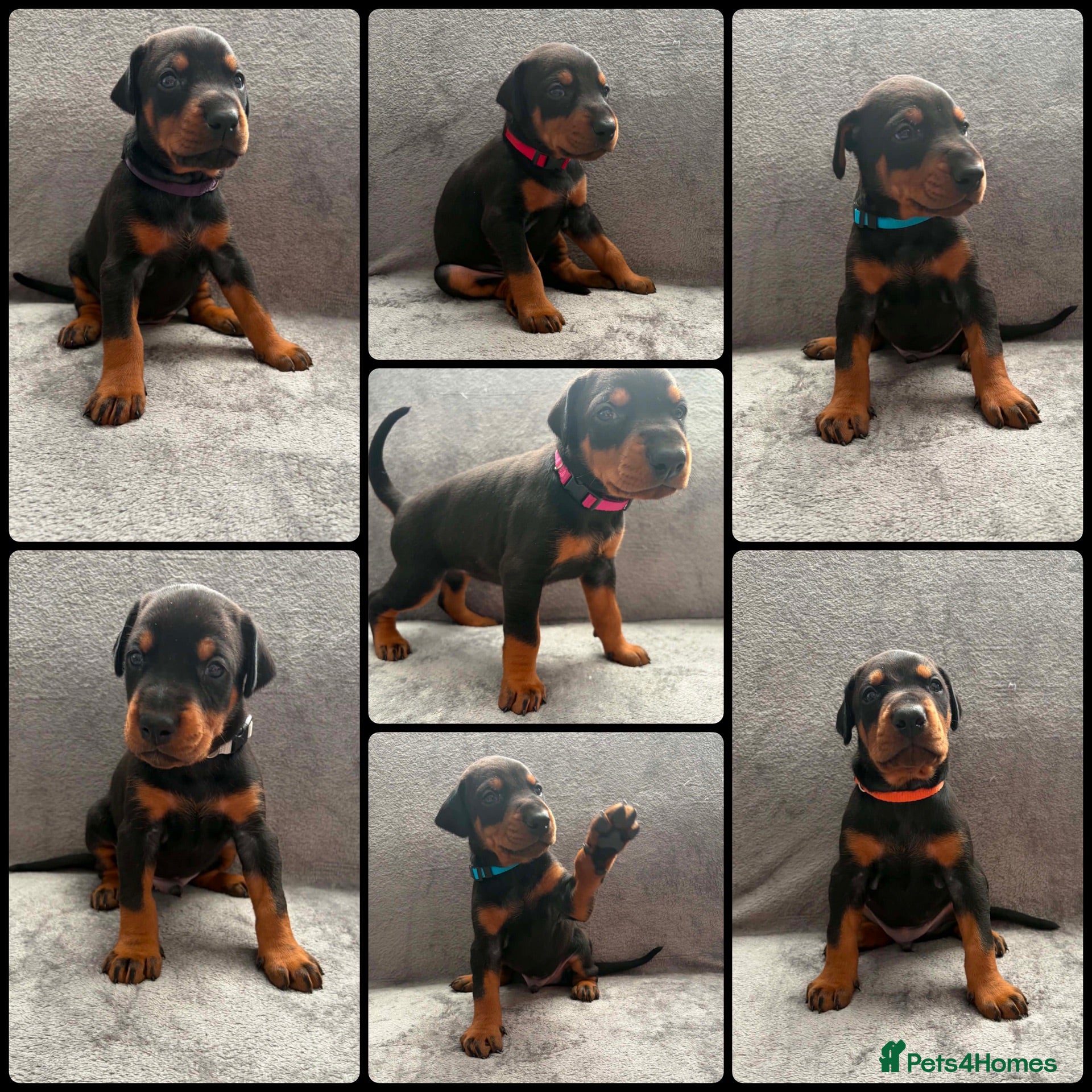 Dobermann dogs KC REGISTERED - DOBERMAN PUPPIES - Advert 5