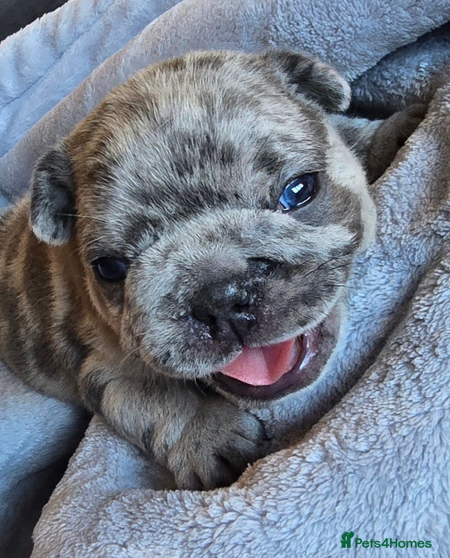 French Bulldog dogs French bulldog puppies (1 LEFT !)  - Advert 17