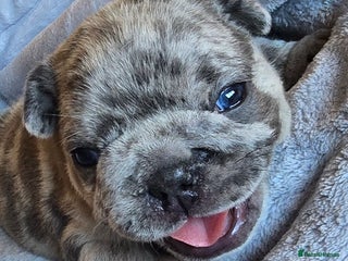 French Bulldog dogs French bulldog puppies - Advert 1