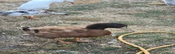 Ducks poultry for sale: Buff Orpington Drakes - Advert 2