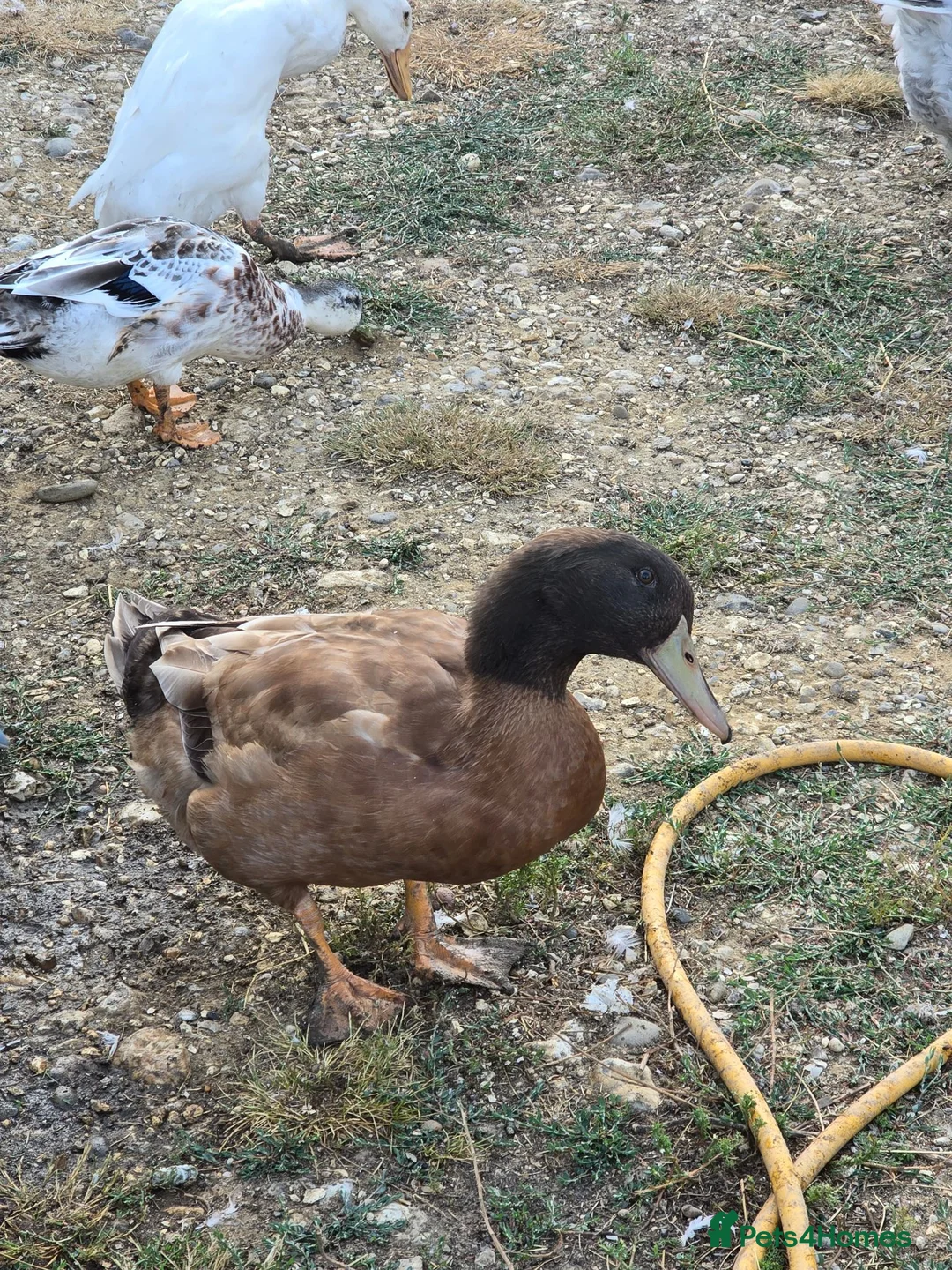 Ducks poultry for sale: Buff Orpington Drakes - Advert 2