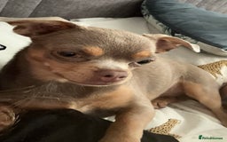 Chihuahua dogs for sale: Quiet Forever Home needed for darling Joey - Image 4