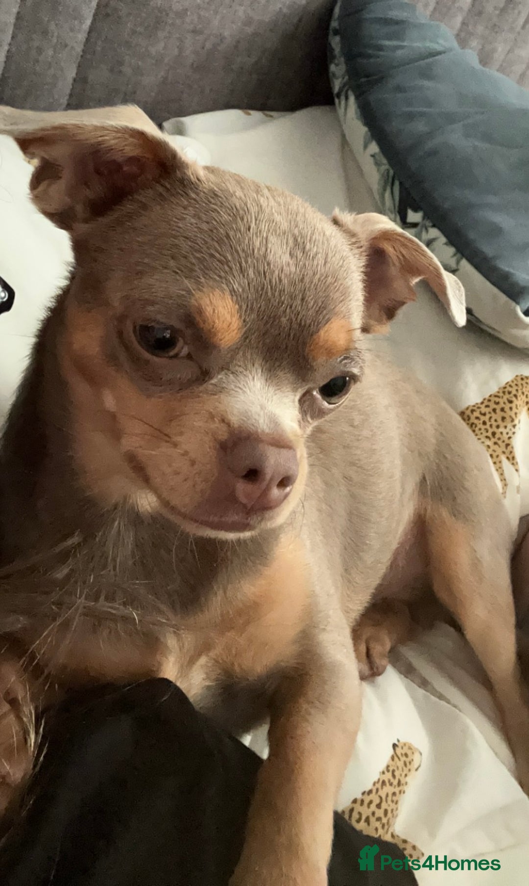 Chihuahua dogs for sale: Quiet Forever Home needed for darling Joey - Image 4