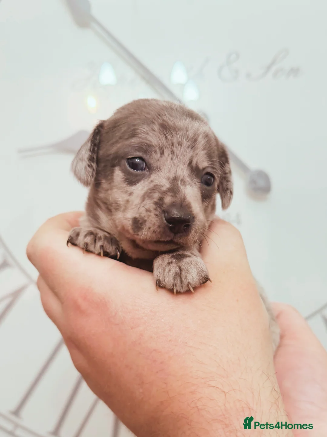 Chiweenie dogs for sale: 3 beautiful baby Chiweenie girls ready early March - Advert 18