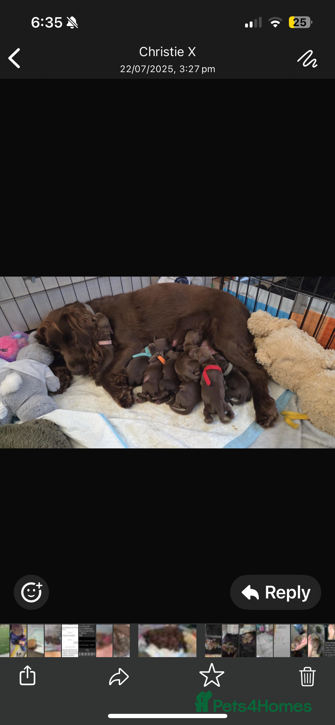 Cocker Spaniel dogs for sale: ** Cocker spaniel - Brown - Show quality sire ** - Image 2
