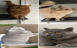 British Shorthair cats for stud: 💙 RARE COLOUR STUDS GCCF & TICA EAST MIDLANDS  in Derby - Image 1