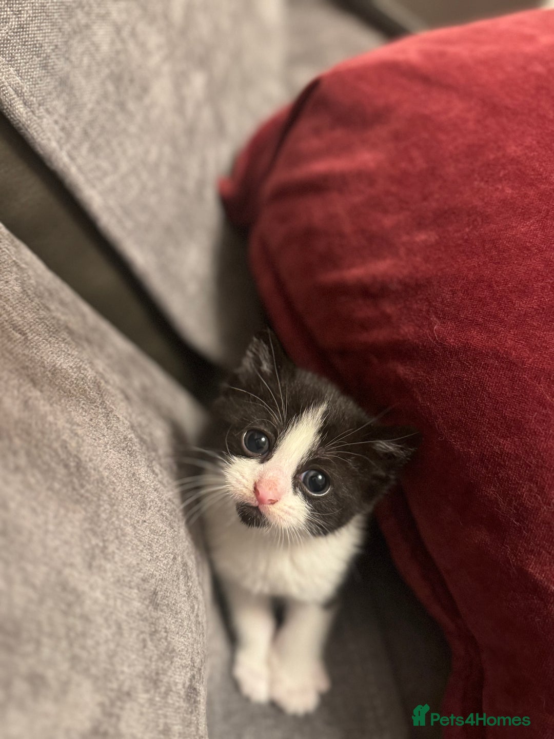 Mixed Breed cats for sale: 3 Beautiful kittens available - Advert 3