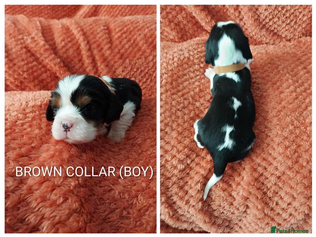 Cavalier King Charles Spaniel dogs for sale: GREAT QUALITY CKCS PUPPIES ( DWKC REGISTERED)/DNA - Advert 13