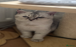 Scottish Fold cats for sale: Kittens Ready for Their Forever Homes - Image 13