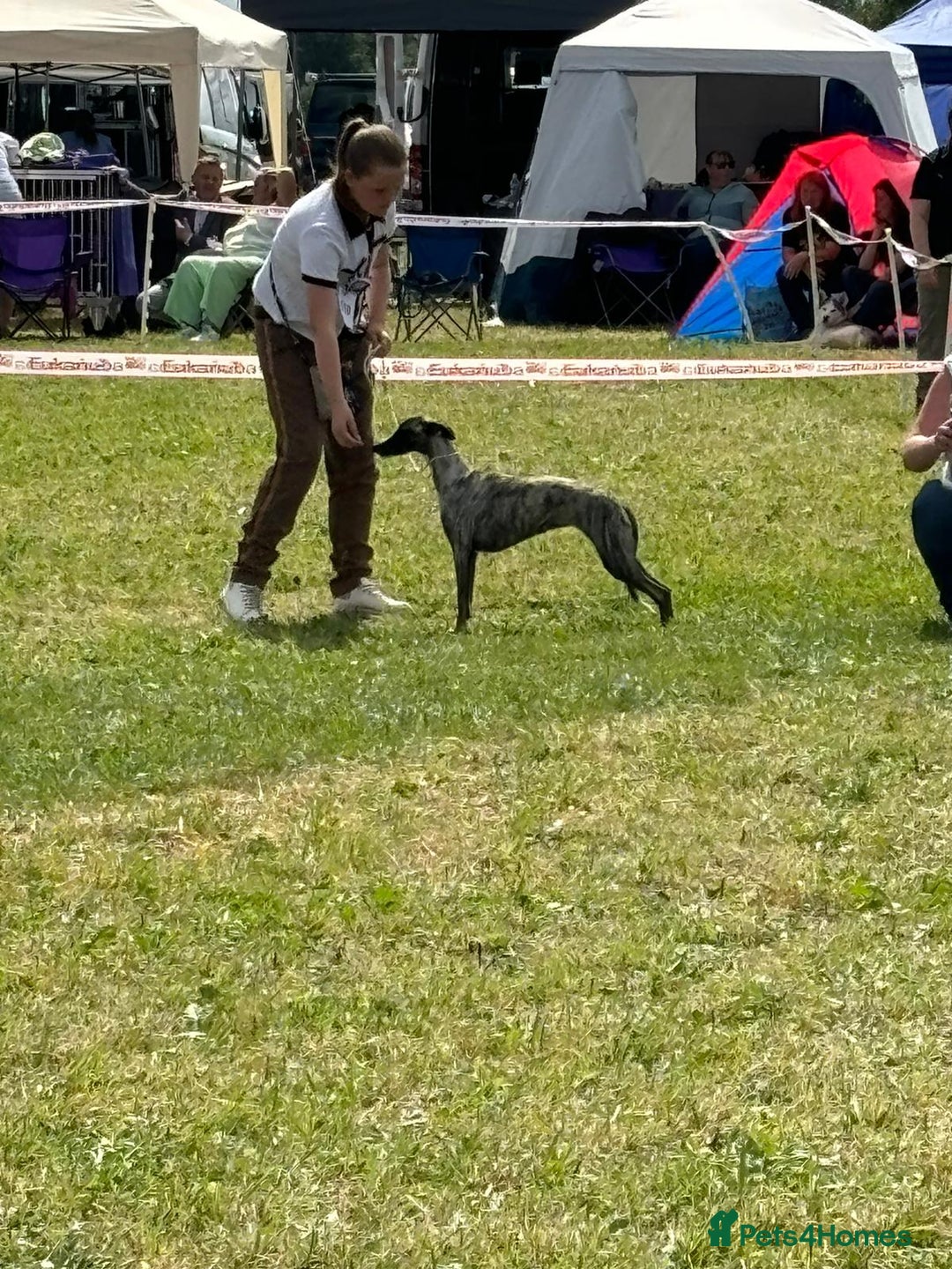 Whippet dogs for sale: 🐾✨ Exceptional Brindle Whippet Puppies✨🐾 - Advert 7