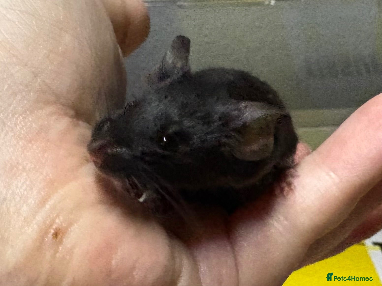 Mouse rodents for sale: 2 FRIENDLY MALE FANCY MICE FOR SALE - Advert 3