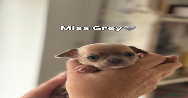Chihuahua dogs - Advert 2