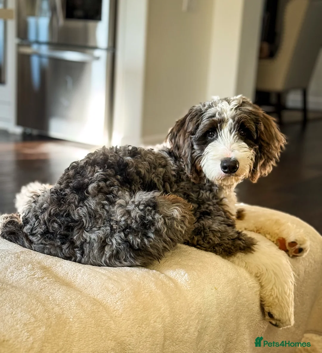 Bernedoodle dogs for sale: Cute Bernedoodle Boy For Rehome in Dundee - Advert 5