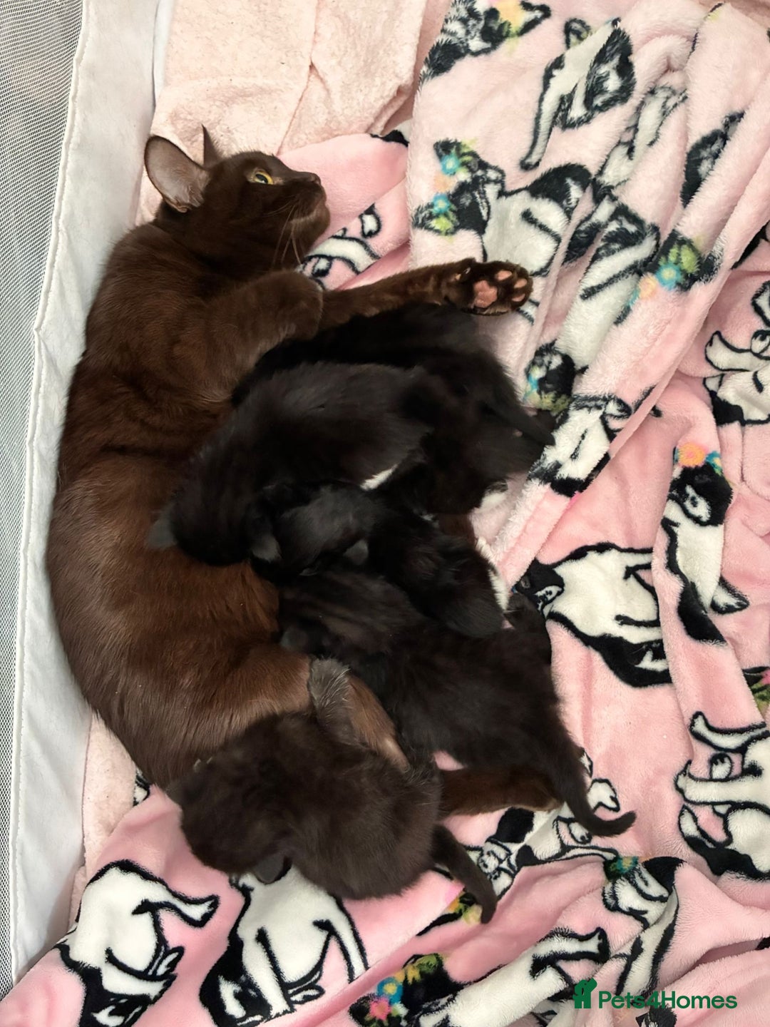 Bombay cats for sale: Kittens for sale  - Image 1