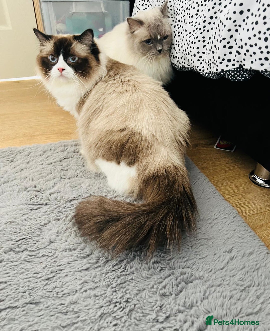 Ragdoll cats for sale: Ragdoll girl !!!  - Image 1