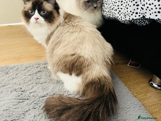 Ragdoll cats Ragdoll girl !!! - Advert 9