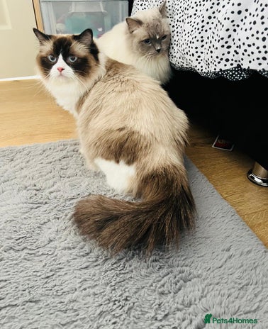 Ragdoll cats - Advert 1