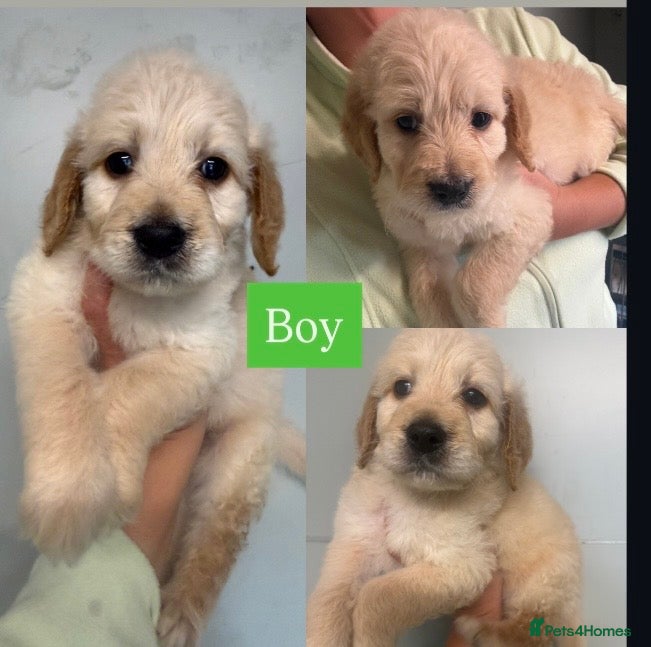 Goldendoodle dogs Goldendoodle puppies for sale ready to leave  - Advert 2