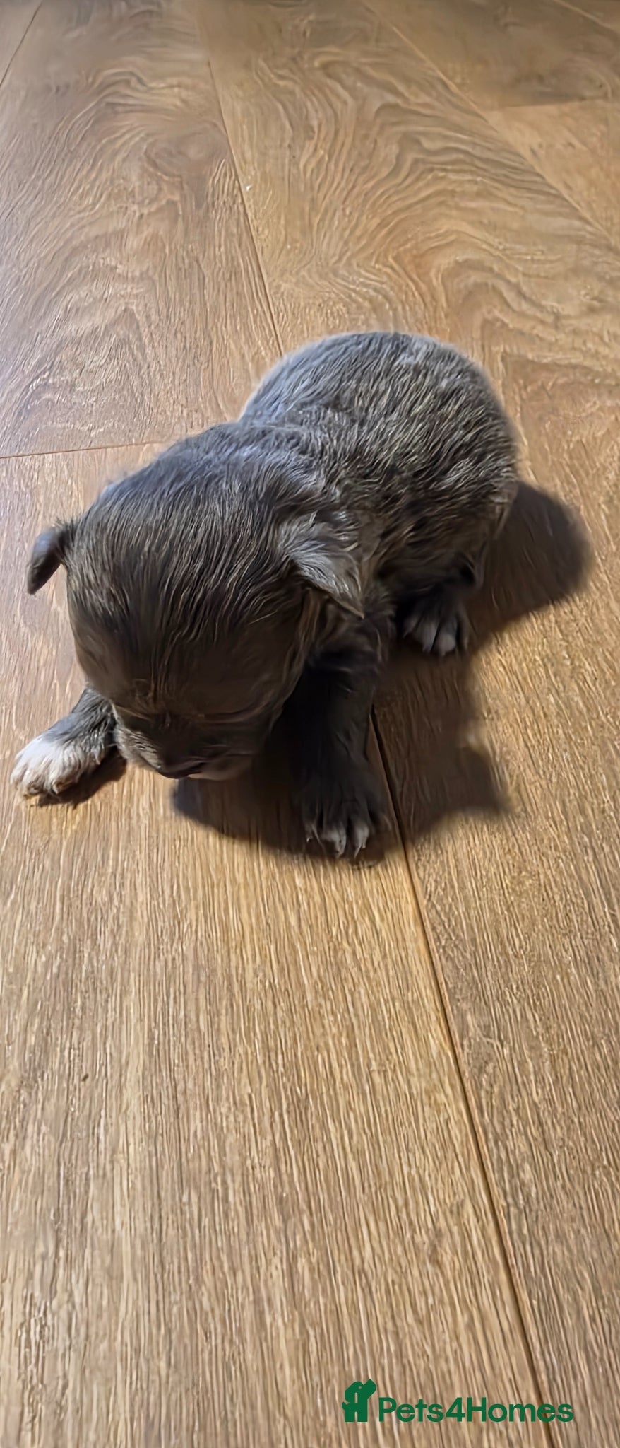 Chihuahua dogs for sale: Long & short haird chihuahua puppies  in Wirral - Advert 14