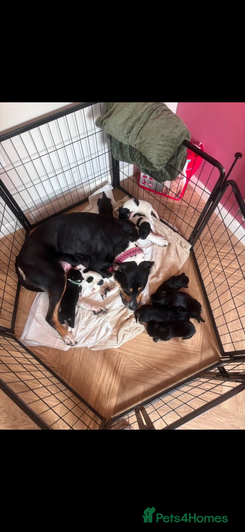 Mixed Breed dogs Beautiful staff cross puppies  - Advert 15