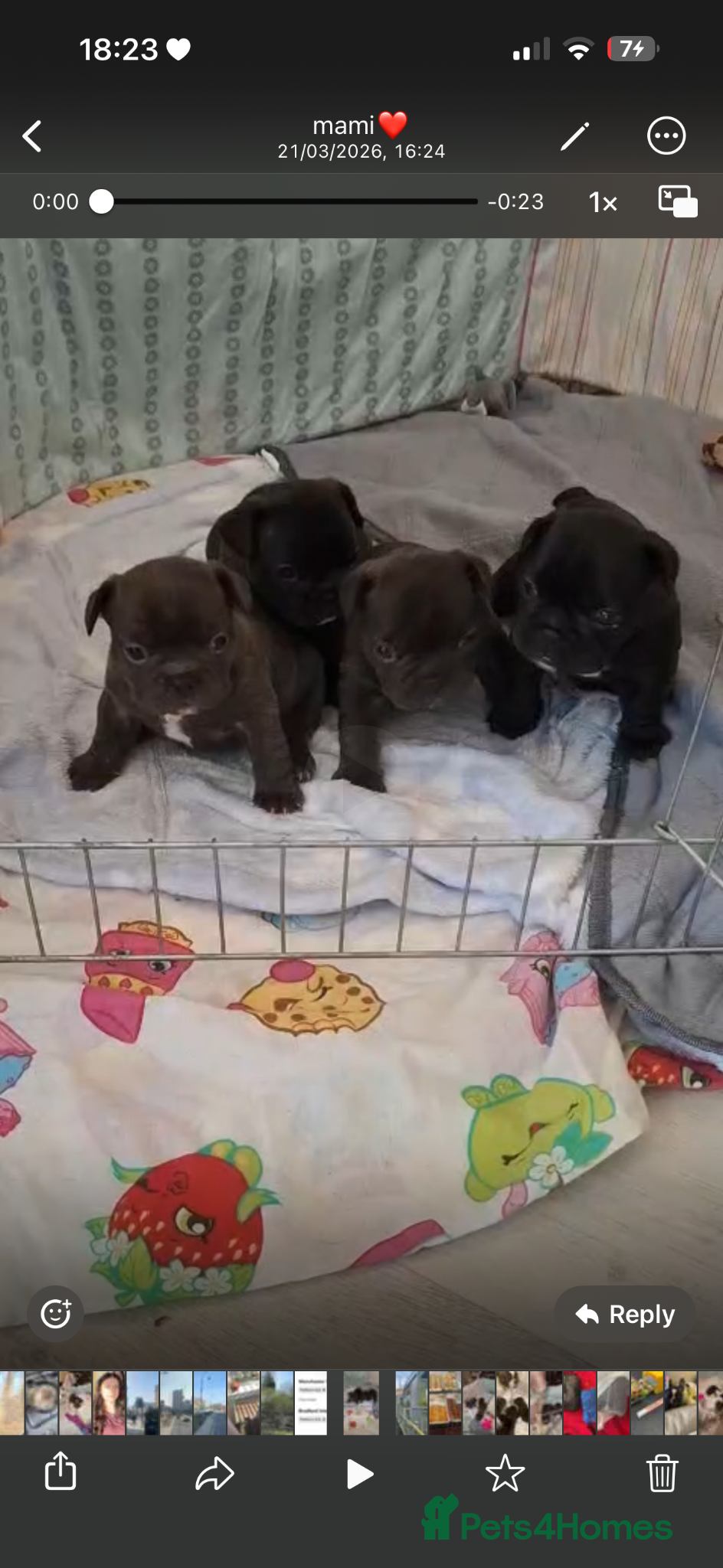 French Bulldog dogs French Bulldog girls - Advert 7