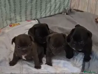 French Bulldog dogs French Bulldog girls - Advert 7