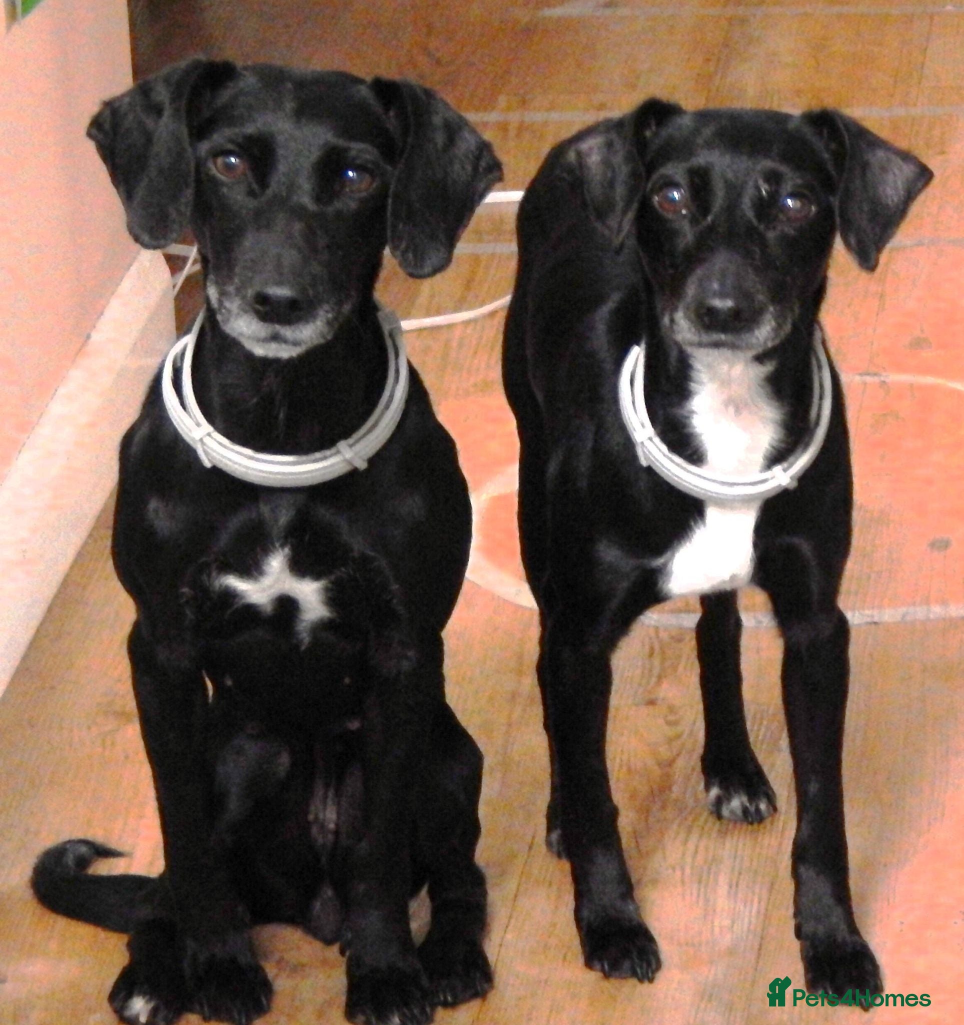 Mixed Breed dogs Two 8-year-old Cocker-Jack sisters - Advert 3