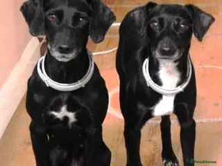 Mixed Breed dogs Two 8-year-old Cocker-Jack sisters - Advert 6