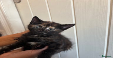 Domestic Shorthair cats - Advert 2