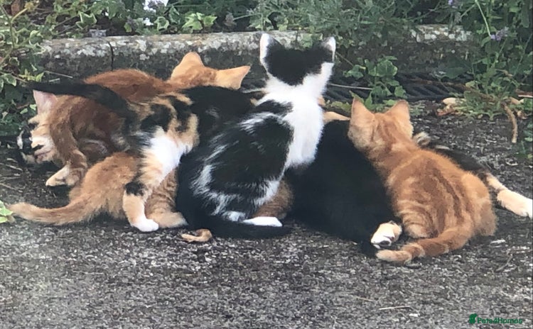 Mixed Breed cats - Advert 3