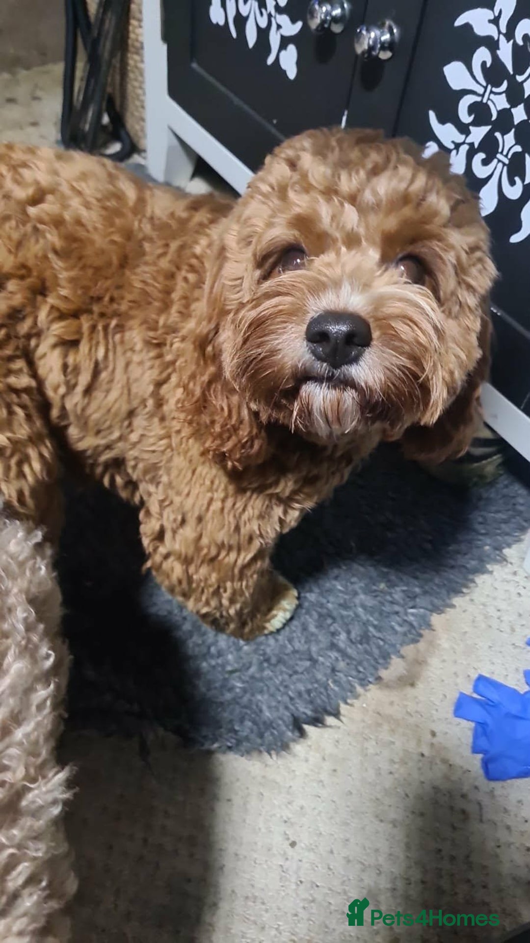 Cavapoo dogs for sale: Beautiful red Cavapoo  - Advert 7