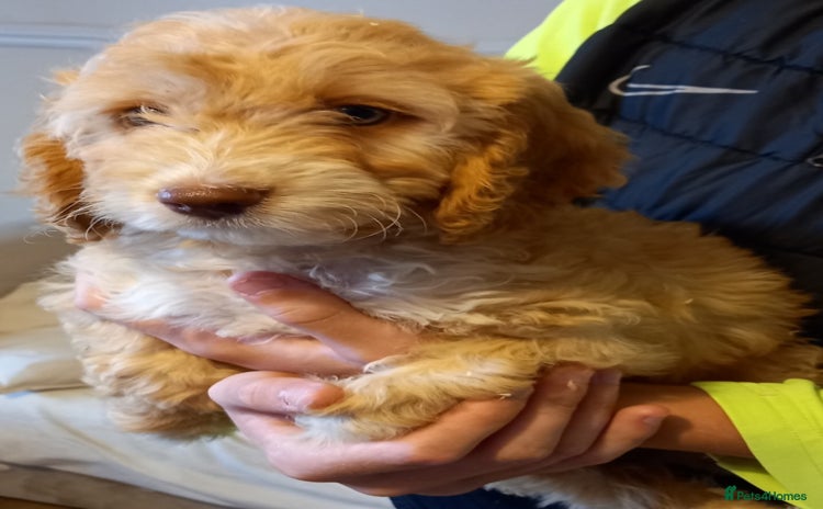 Cockapoo dogs - Advert 4