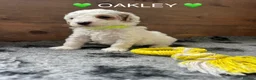 Australian Labradoodle dogs for sale: AUSSIE DOODLE - Health Tested - Advert 23