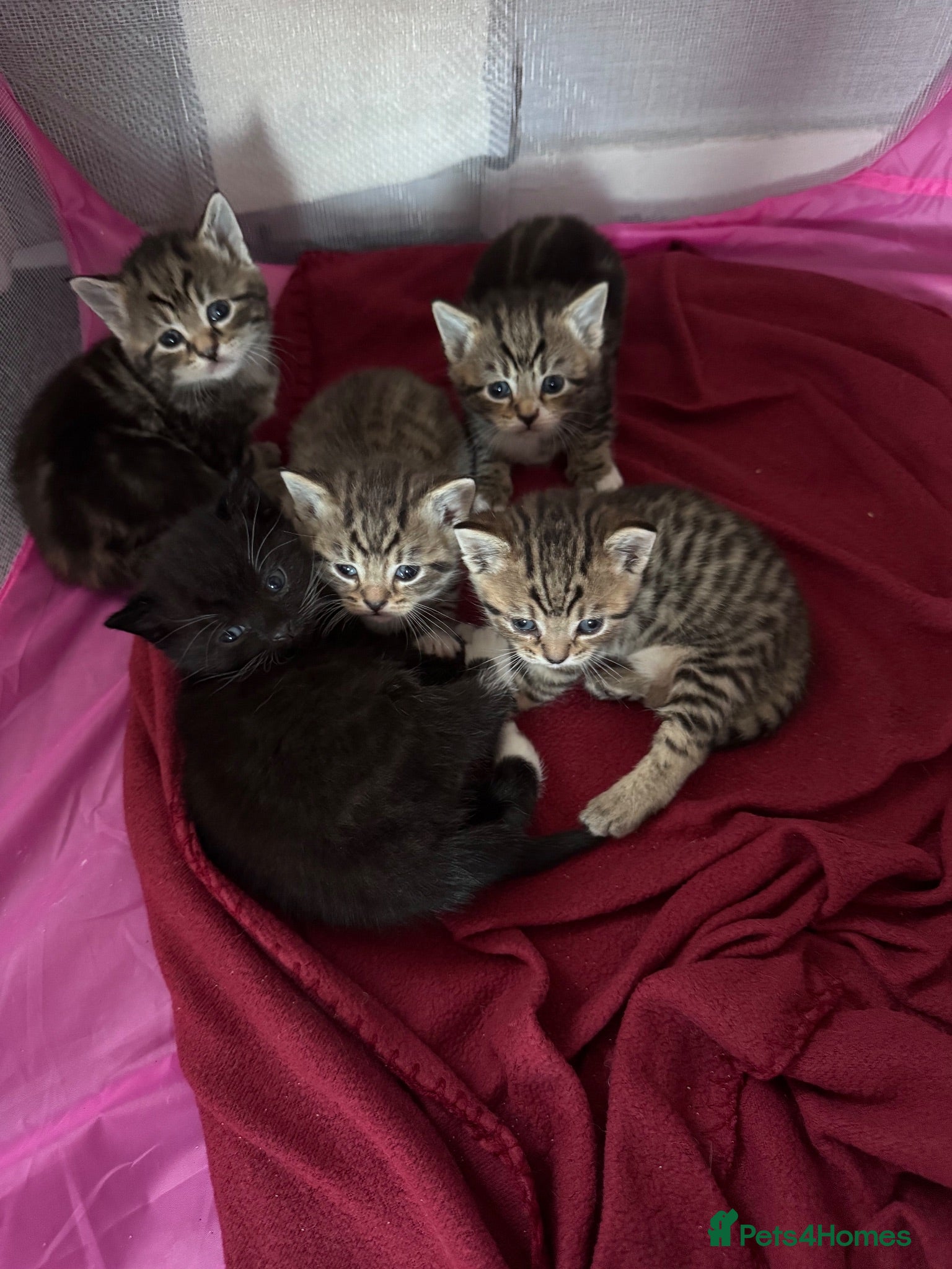 British Shorthair cats British Shorthair X Tabby Kittens - Advert 1