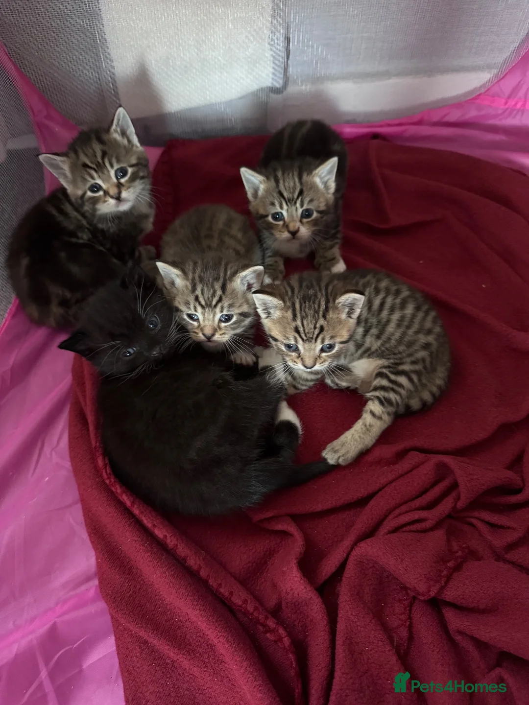 British Shorthair cats for sale: British Shorthair X Tabby Kittens - Advert 1